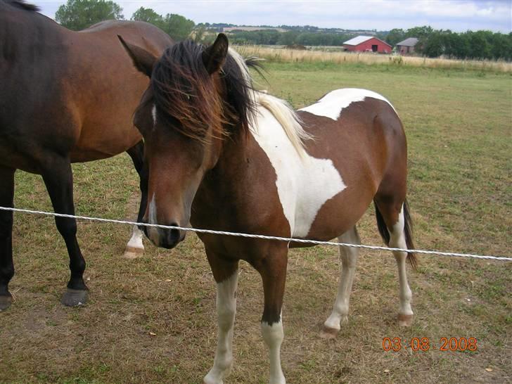 Anden særlig race Mr.Melle  "SOLGT" billede 17