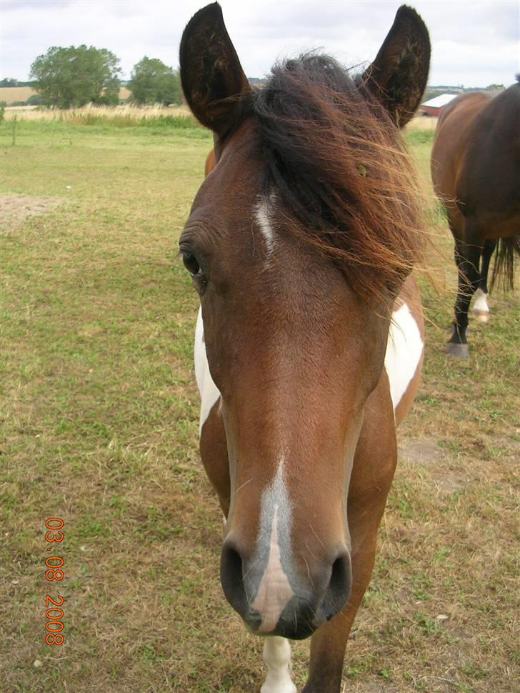 Anden særlig race Mr.Melle  "SOLGT" billede 18