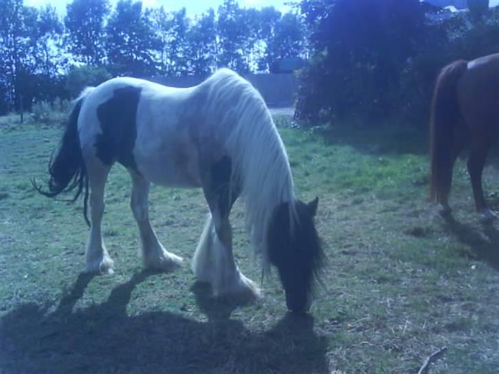 Tinker coke :D - efter en hård ride tur skal der græses billede 7