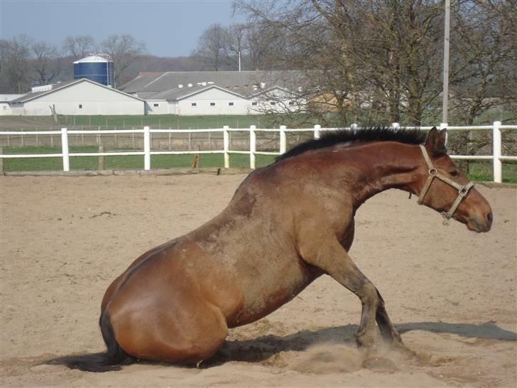 Anden særlig race Don Camilo - er det sådan du gør camilla?? billede 17