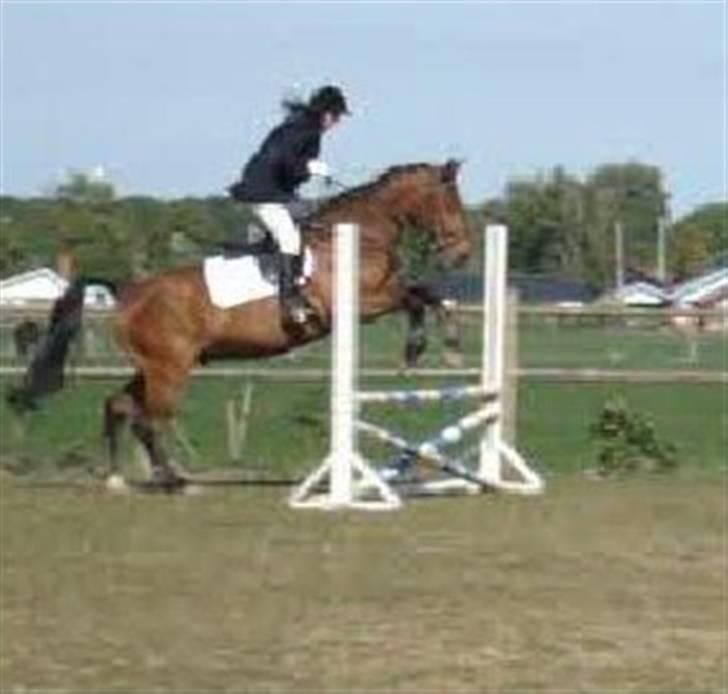 Anden særlig race Don Camilo - min mor og milo til spring stævne.. de var hurtigst i hovederundten+ 0 fejl= 2plads:D (taget ud fra video) billede 18