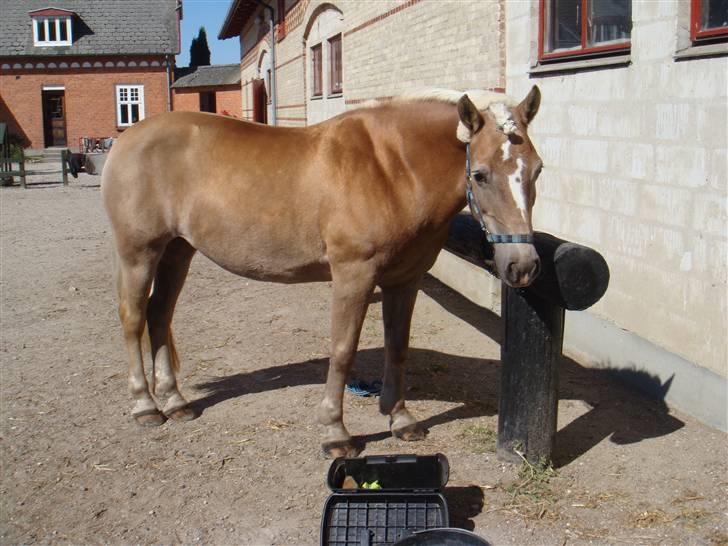 Haflinger 8930819 Ursula *R.I.P* billede 7