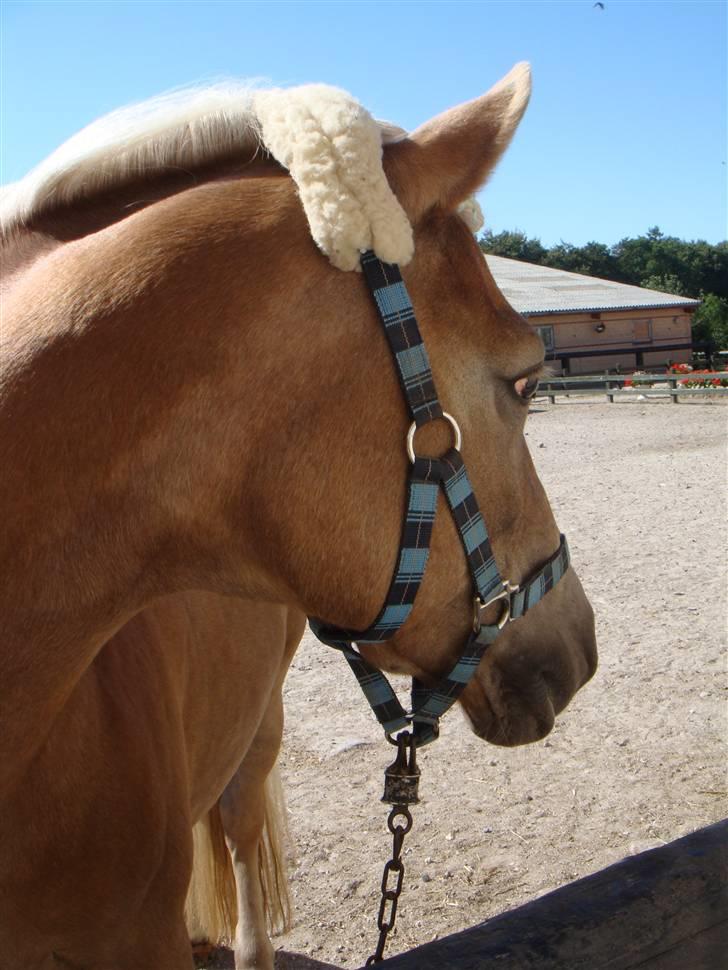 Haflinger 8930819 Ursula *R.I.P* billede 8