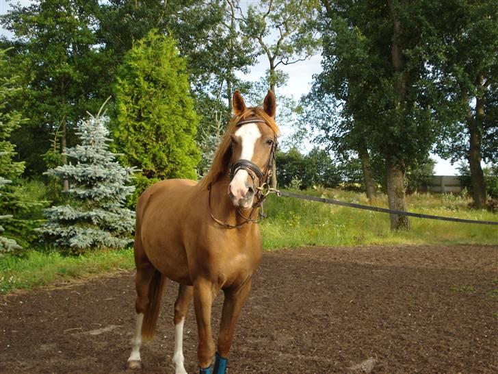 Dansk Varmblod Fairplay - Velkommen til Fairplay´s profil(: billede 2