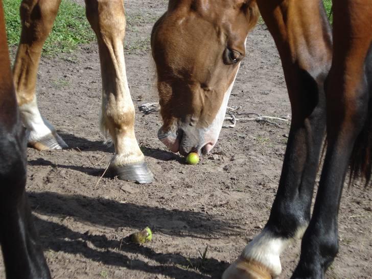 Dansk Varmblod Fairplay billede 3