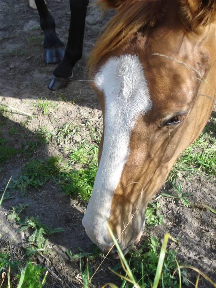 Dansk Varmblod Fairplay billede 4