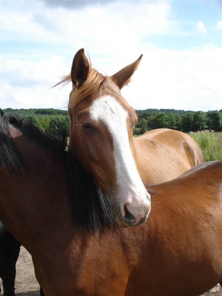 Dansk Varmblod Fairplay billede 5