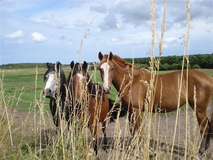 Dansk Varmblod Fairplay billede 6
