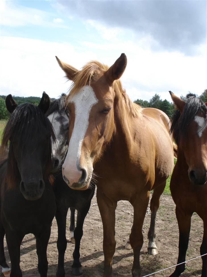 Dansk Varmblod Fairplay billede 8