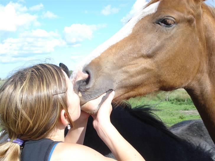 Dansk Varmblod Fairplay billede 9