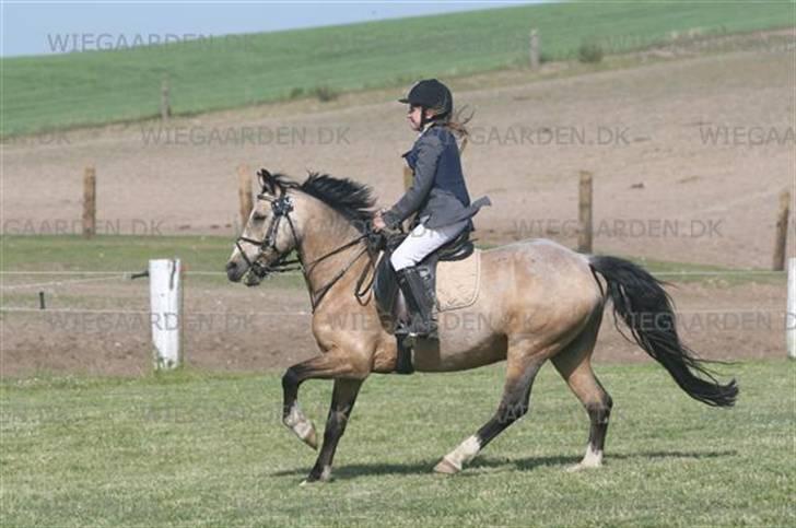 Welsh Pony (sec B) Kithas Remi  - #7. KIra & Remi i La på bellinge billede 9