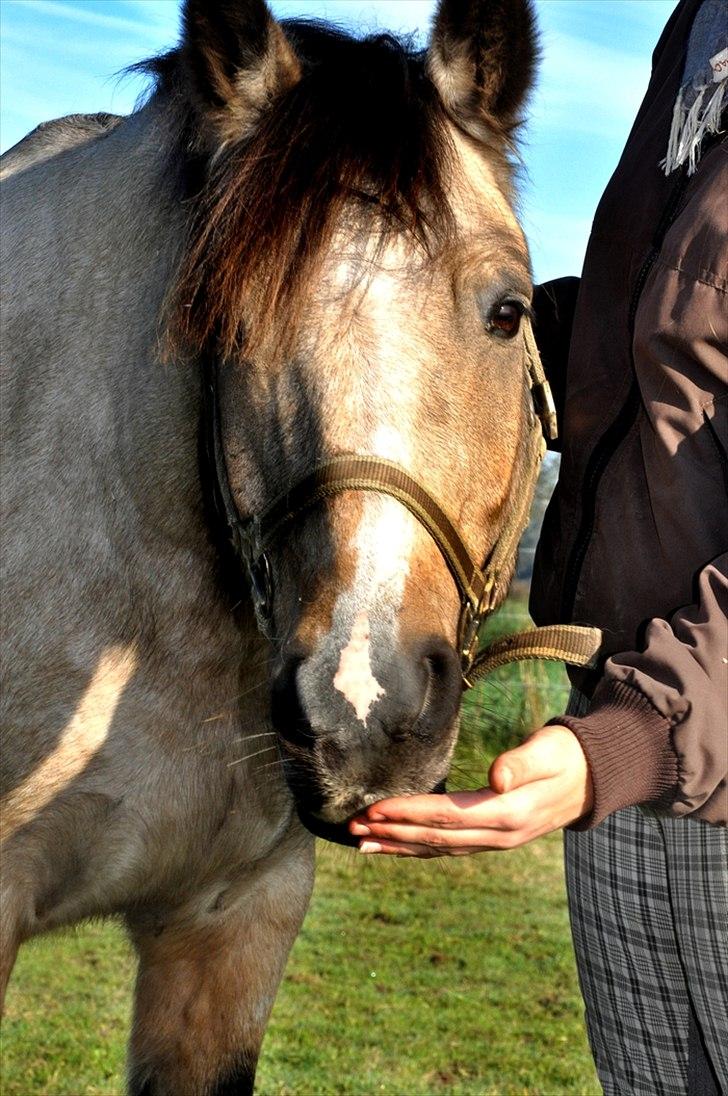 Welsh Pony (sec B) Kithas Remi  billede 12
