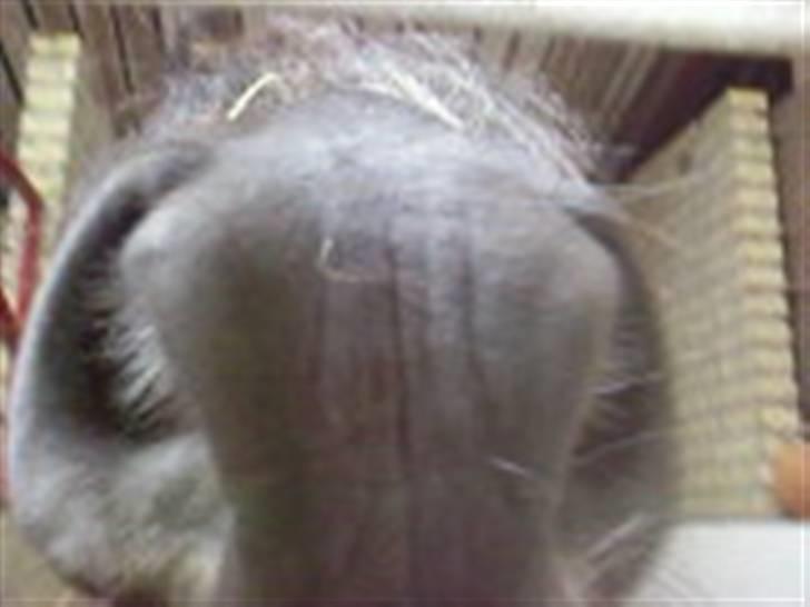 Anden særlig race Sejers Honey*Gamel part*  - Nr.11 jeg kan lugte gulerødder Fotograf: Freja eller Rebekka! billede 11