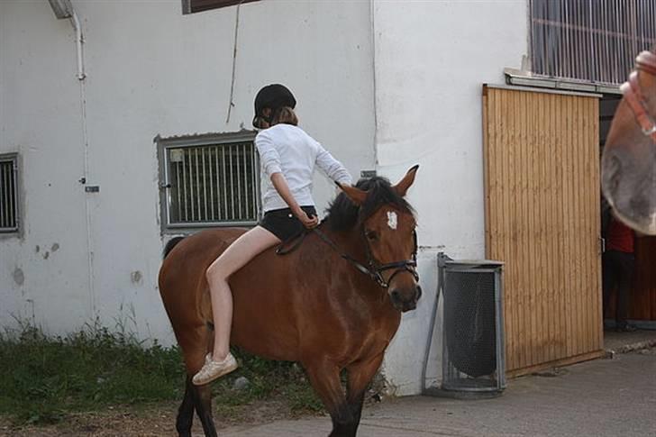 Anden særlig race Dina - Jeg skulle selvfølgelig lige ride baglæns, hun ville bare ikke stoppe ;p Sommeren 09. Foto: Amalie H. billede 14