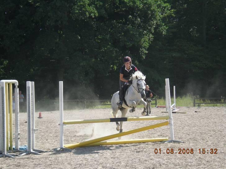 New Forest Amber - solgt :( - tidspringning - blev nr. 2 (: hun var bare super <3 billede 20