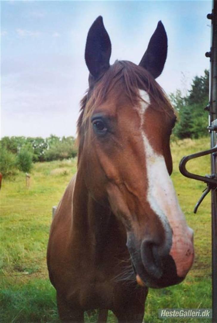 Dansk Varmblod Aluette billede 1