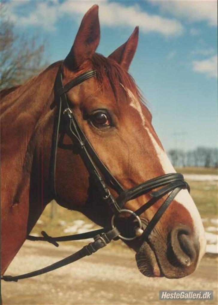 Dansk Varmblod Aluette billede 2