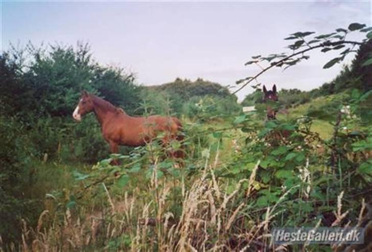 Dansk Varmblod Aluette - Alu på græs sammen med lego billede 4