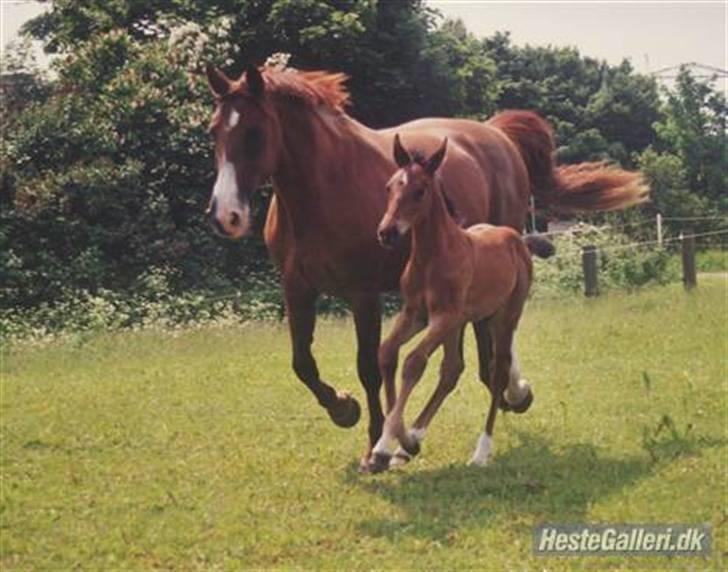 Dansk Varmblod Aluette billede 5