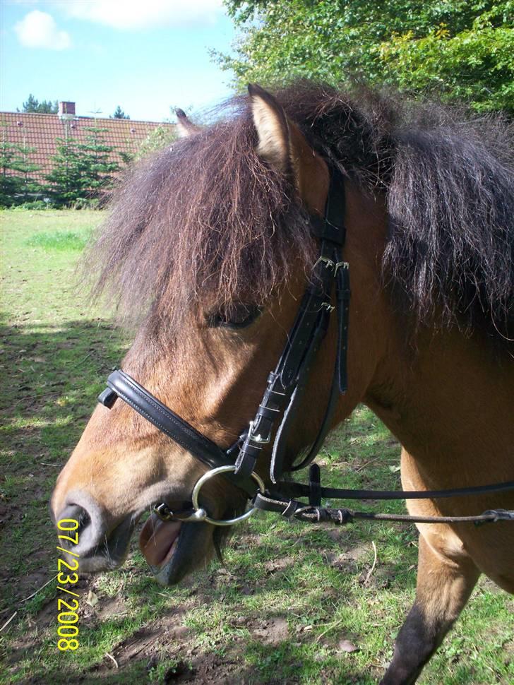 Anden særlig race Tino (solgt) billede 9