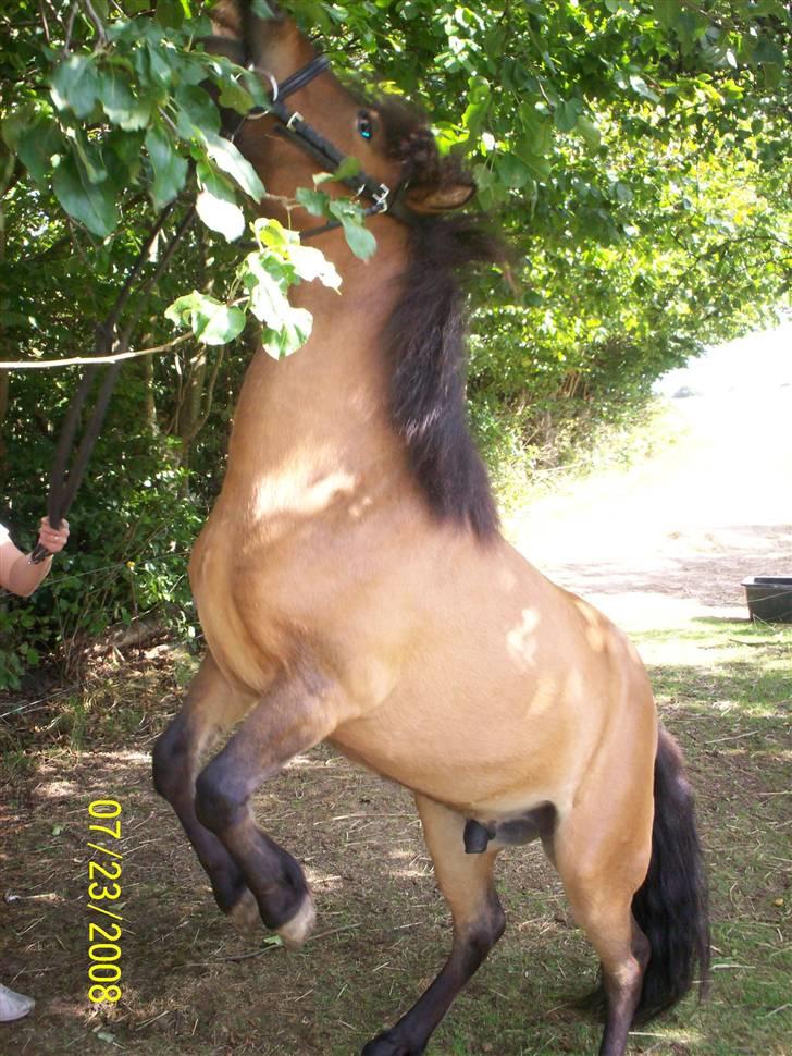 Anden særlig race Tino (solgt) - jeg må bare smage de blade:-) billede 10
