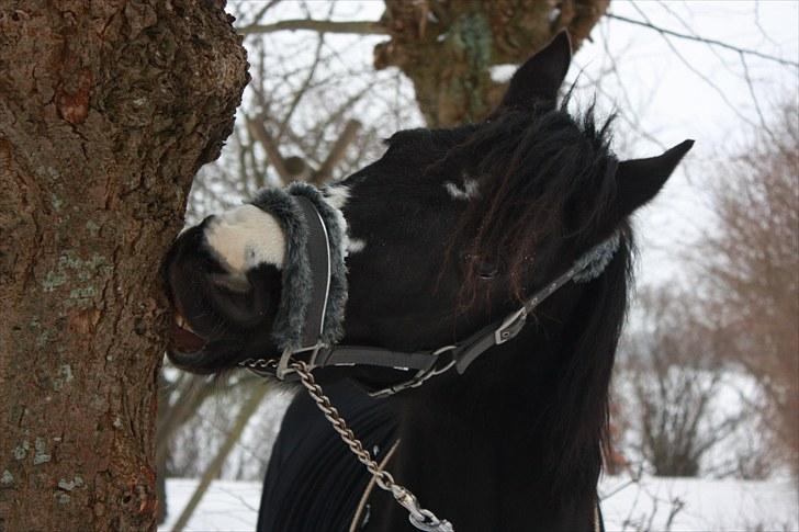 DSP Charming Lady *Solgt* - Velkommen Til Charming Lady´s profil :) billede 1