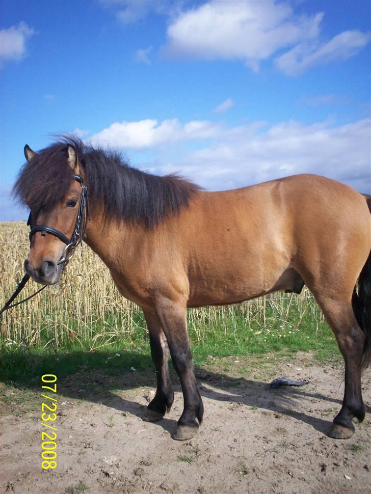 Anden særlig race Tino (solgt) billede 11