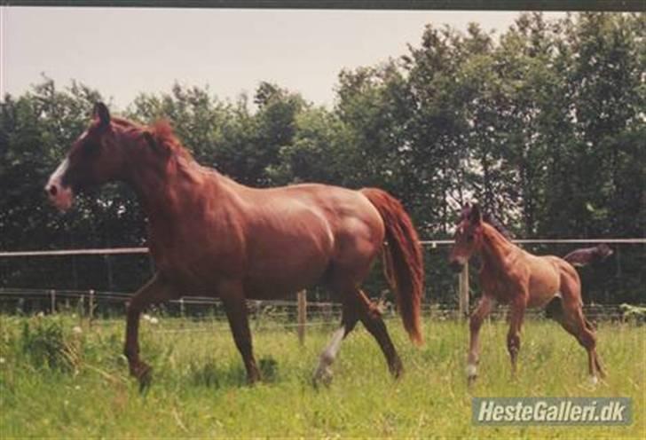 Dansk Varmblod Aluette - Dem igen billede 6