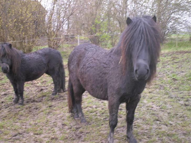 Shetlænder Søndergårds Malou - Malou i vinters :D dejlig våd  billede 5