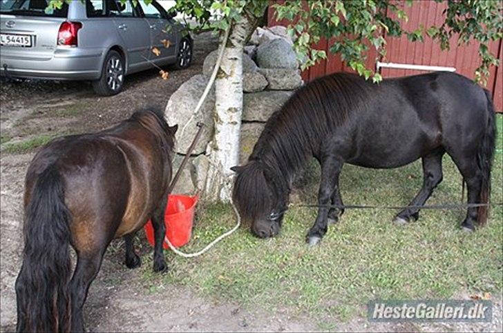 Shetlænder Søndergårds Malou billede 6
