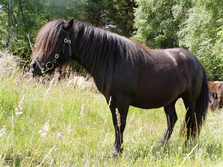 Shetlænder Søndergårds Malou billede 7