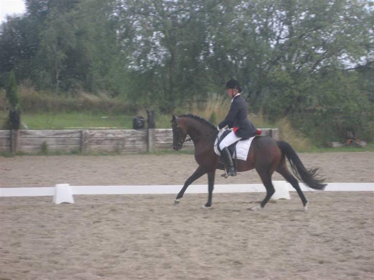 DSP Damvadholms Pure Proudnes billede 20