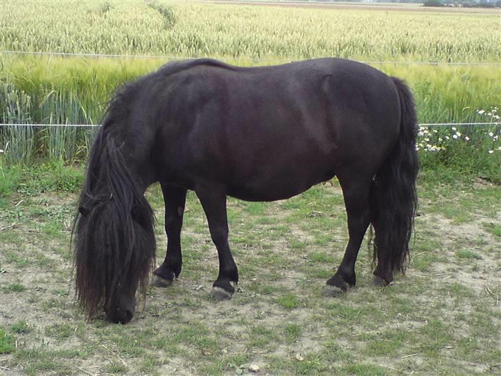 Shetlænder Morillo af Nørvang billede 13