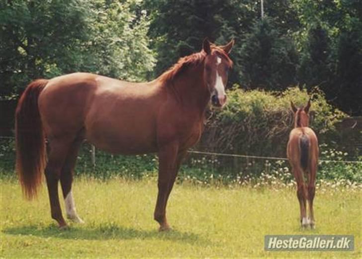 Dansk Varmblod Aluette - Alu og lille lego billede 7