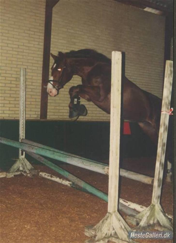 Dansk Varmblod Aluette - så smuk .  billede 8