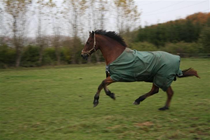 Welsh Cob (sec D) Maglehøj Dunhill R.I.P - Kapang! der er gang i den :) Foto: Mig billede 7