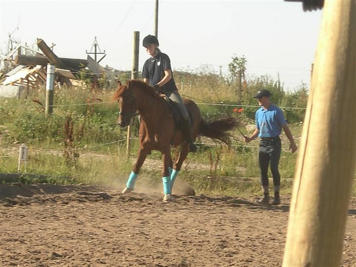 Anden særlig race Hudson SOLGT - Hehe en lille misforståelse :D billede 13