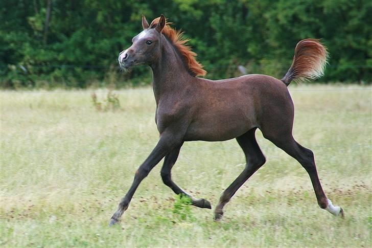 Arabisk fuldblod (OX) CaDo`s Da Vinci billede 1