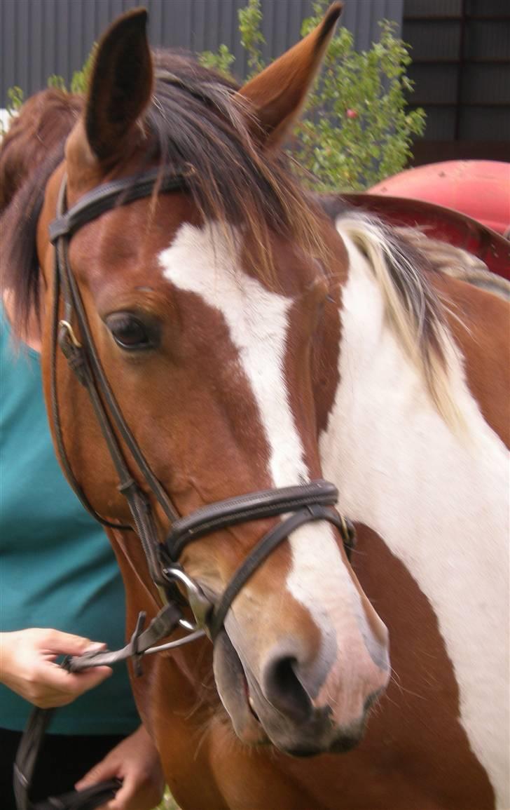 Anden særlig race Master billede 11