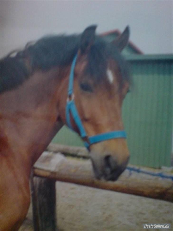 Welsh Cob (sec D) Maglehøj Dunhill R.I.P - Dunhill for ca. 7 år siden.. :) der har han ca. været 12/13 år :p dejlig ung! Foto: Louise billede 12