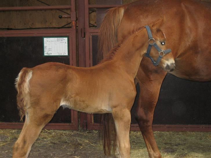 Frederiksborg León Ålbækkegård (SOLGT) billede 1