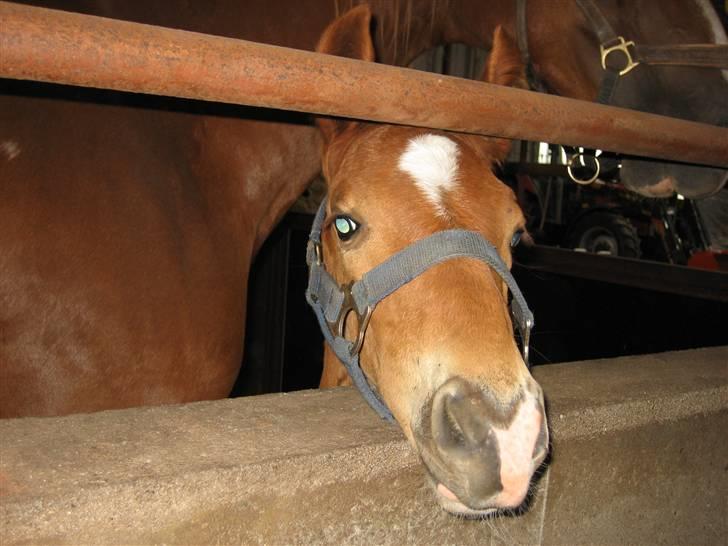 Frederiksborg León Ålbækkegård (SOLGT) billede 2