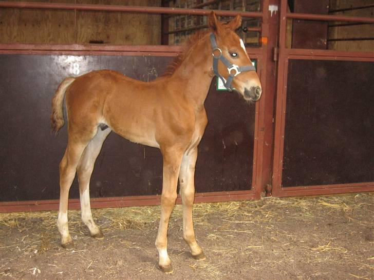 Frederiksborg León Ålbækkegård (SOLGT) billede 3