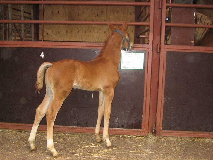 Frederiksborg León Ålbækkegård (SOLGT) billede 4