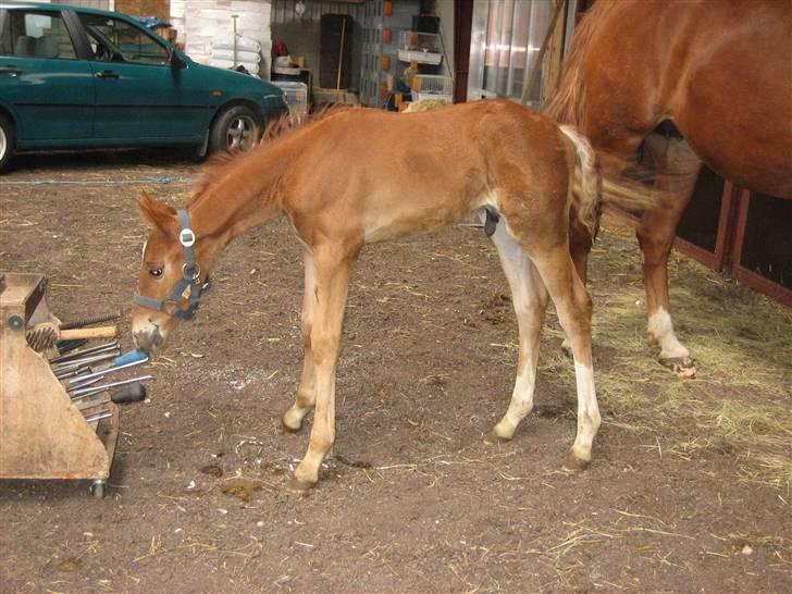 Frederiksborg León Ålbækkegård (SOLGT) billede 5