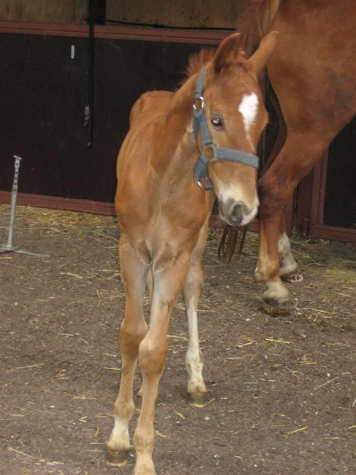 Frederiksborg León Ålbækkegård (SOLGT) billede 6