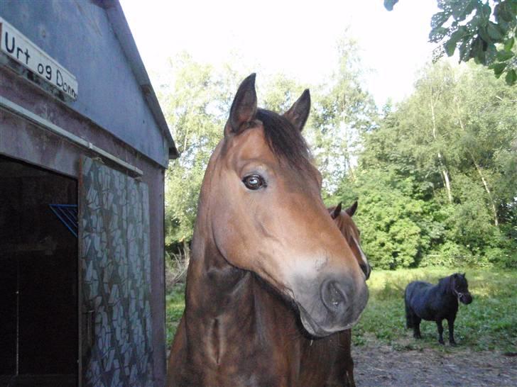 New Forest Bastian ¤solgt&savnet¤ - Bastian<3 billede 13