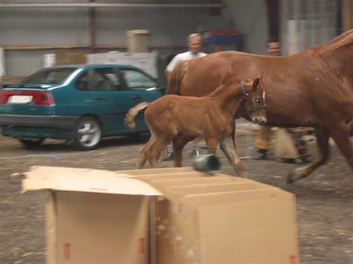 Frederiksborg León Ålbækkegård (SOLGT) billede 7