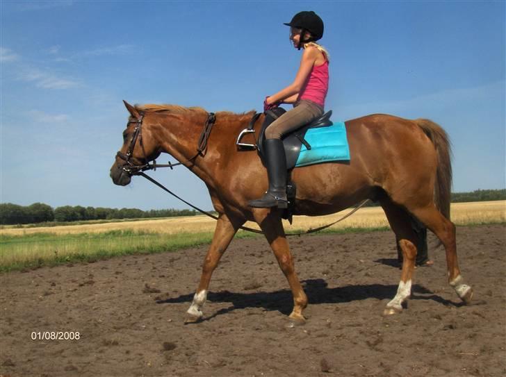 Hollandsk Sportspony Jannus *Solgt* - ude og ride hjemme ved marianne. Rider i longe og uden stigebøjler og tøjler.:D billede 4