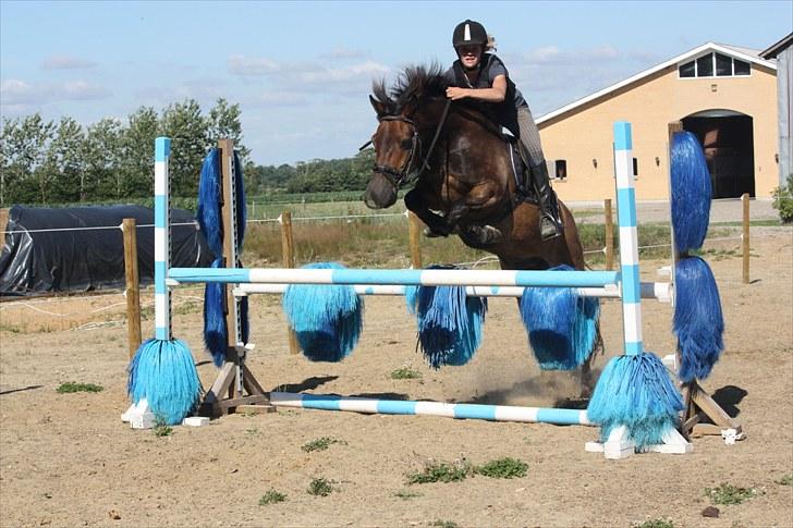 New Forest Bastian ¤solgt&savnet¤ - spring - juli 2010  billede 15